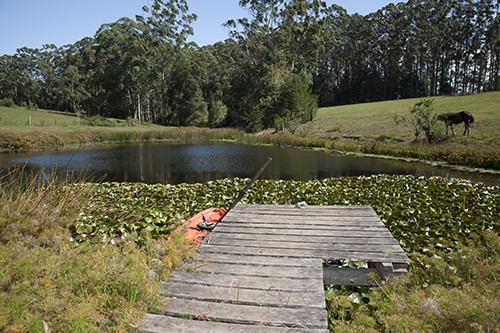 Blueberry Farm Dam