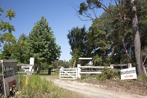 Blueberry Farm Gates