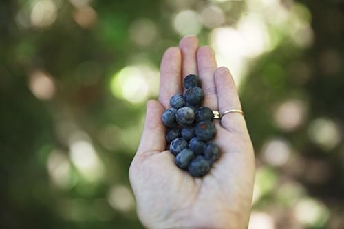 Fresh Blueberries