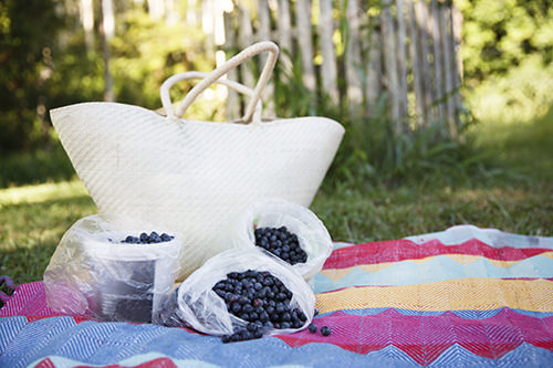 Pick your own Blueberries Coffs Coast