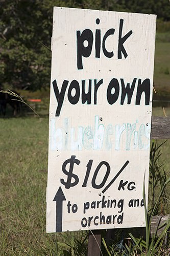 Pick Your Own Blueberries - Just Follow the Sign