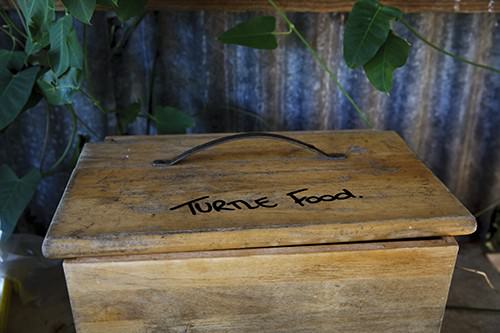 Turtle Food Box