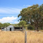 Abandoned sheds on the dirt track to the Sapphire Fossicking