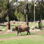 Black Rhino and Baby Taronga Western Plain Zoo