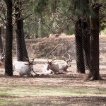 Taronga Western Plains - Dubbo Zoo