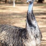 Emu Dubbo Zoo