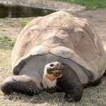 Galapagos Tortoise - The Love Machine Master Oogway