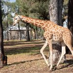 Giraffe Taronga Western Plain Zoo