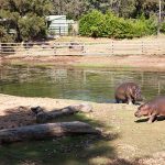 Hippopotamus Western Plain Zoo