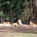 The Lions were looking at me!