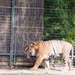 Pacing Tiger