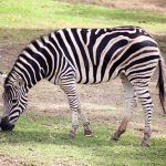 Zebra Taronga Western Plain Zoo