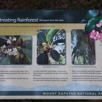 Rainforest Plants National Park