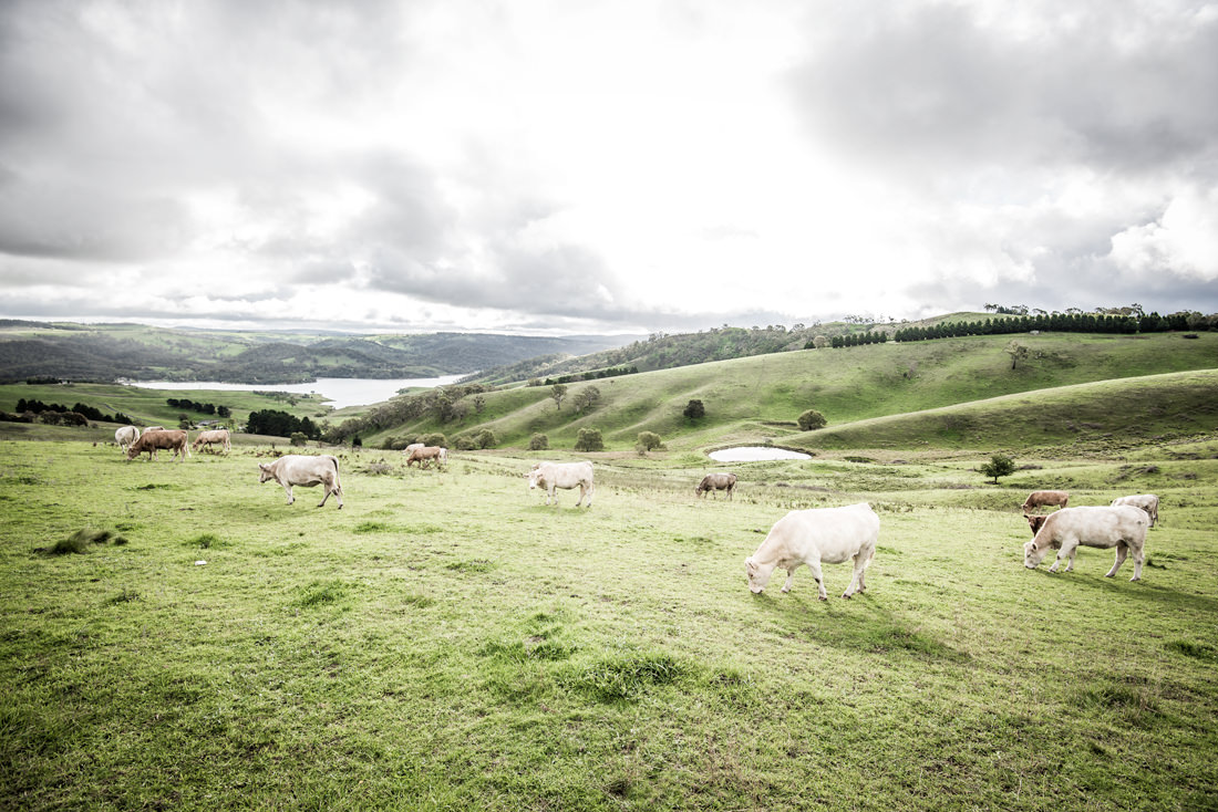 Pastural land on the way to Rydal with lake Lyell in the background