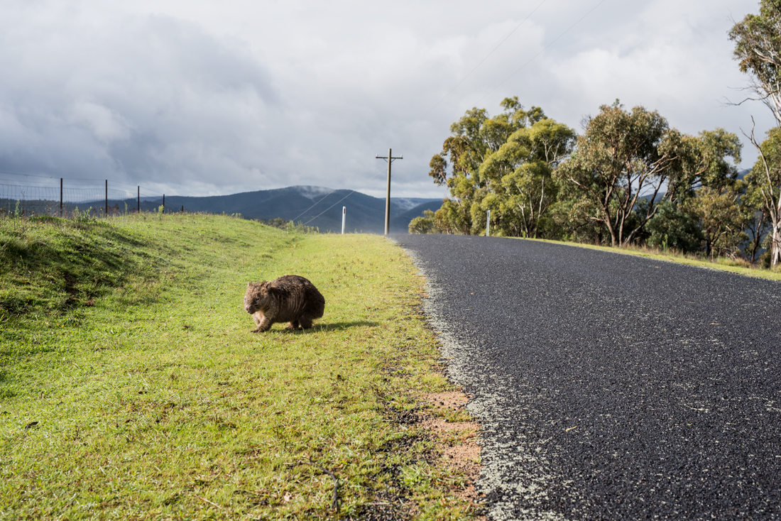 Wombats Cross Here