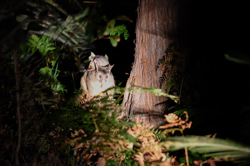 Brush tail possum and its baby at night