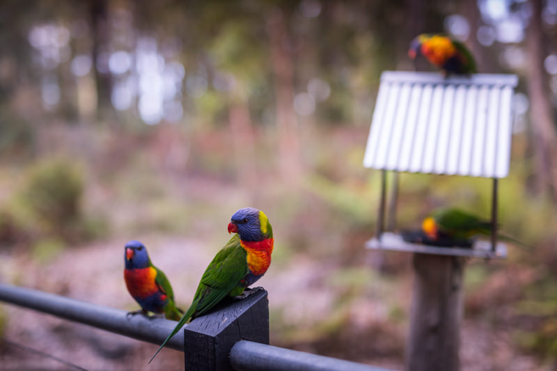 Rainbow Lorikeets at your cabin