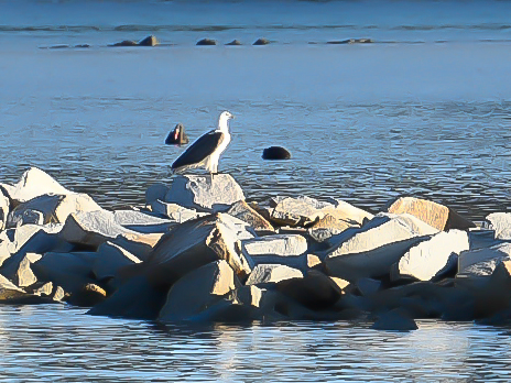 A Sea Eagle taking a rest between hunts at Narooma.